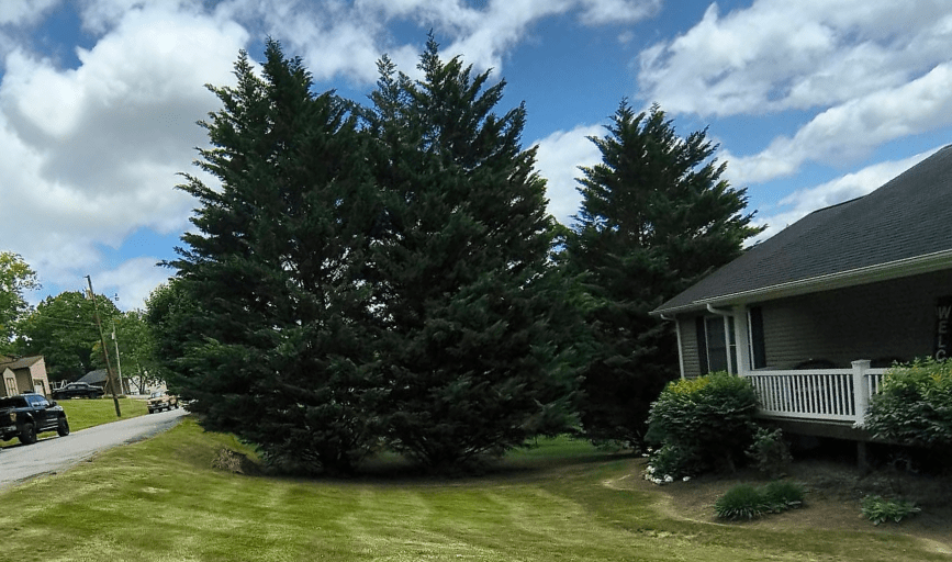 Tuff Cutz Lawn Care